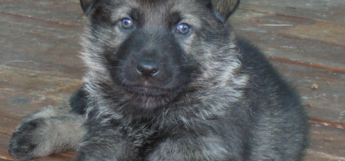 cucciolo pastore tedesco