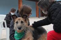 educazione del cane