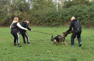 Cura a domicilio per cani